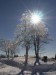 strom v zimě.jpg