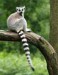 Lemur.jpg