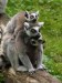 Lemurové.jpg